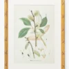 Botanical Study No. 3