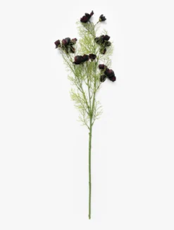 Burgundy Cosmos Stem