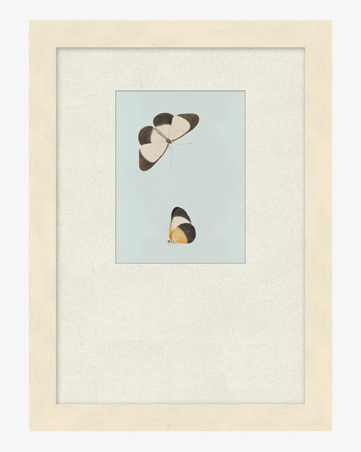 Butterflies Study I