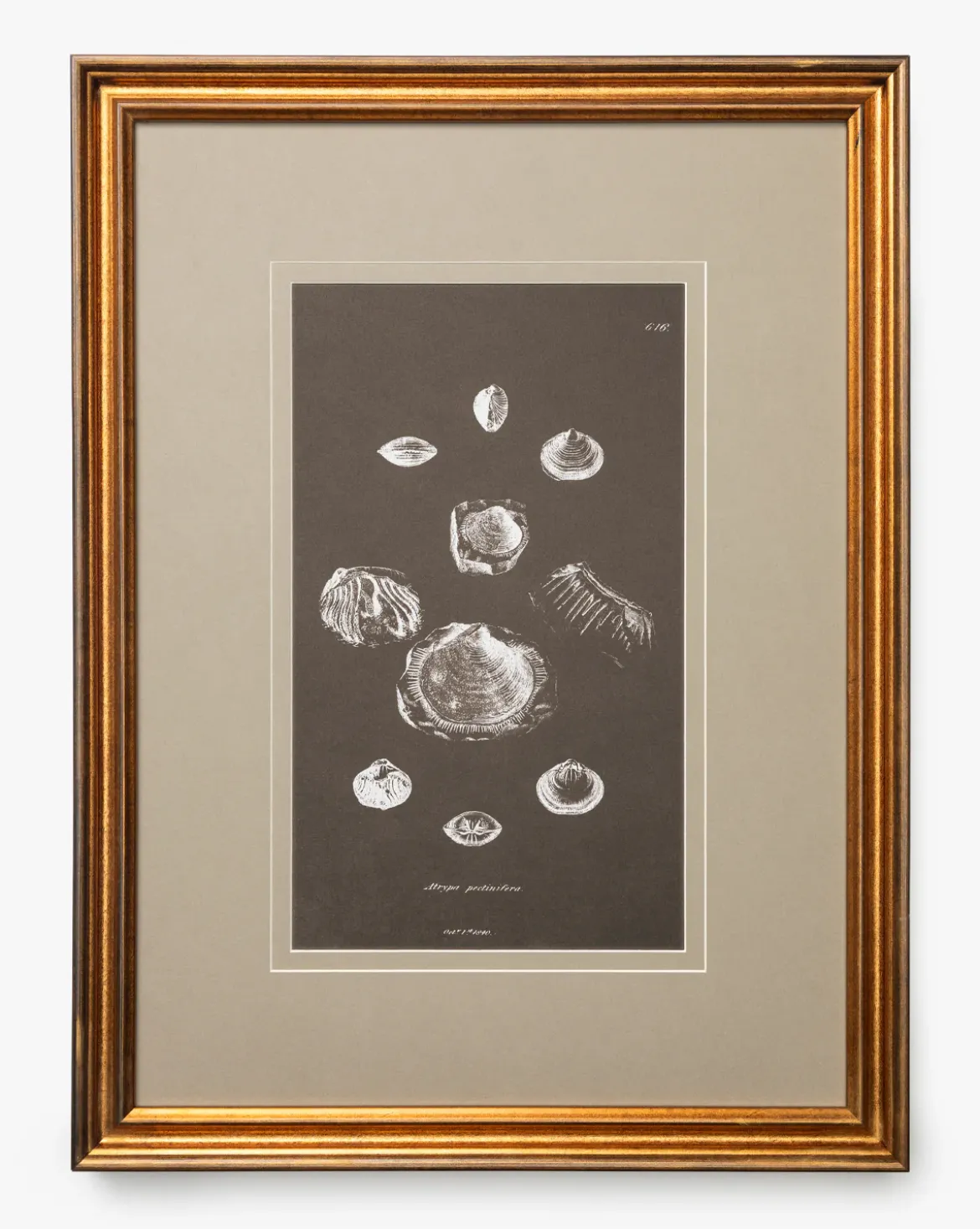 Conchology Study Triptych No. 2