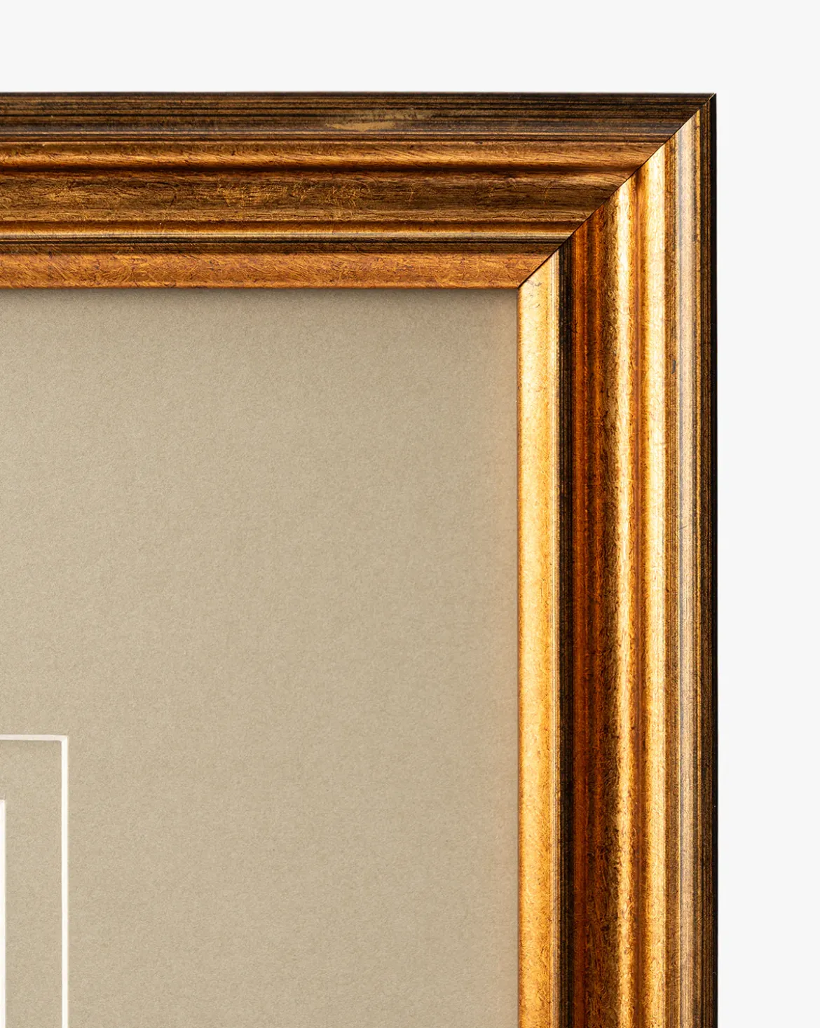 Conchology Study Triptych No. 2
