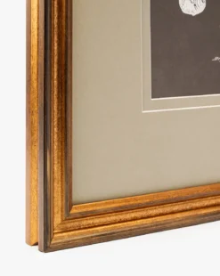 Conchology Study Triptych No. 2