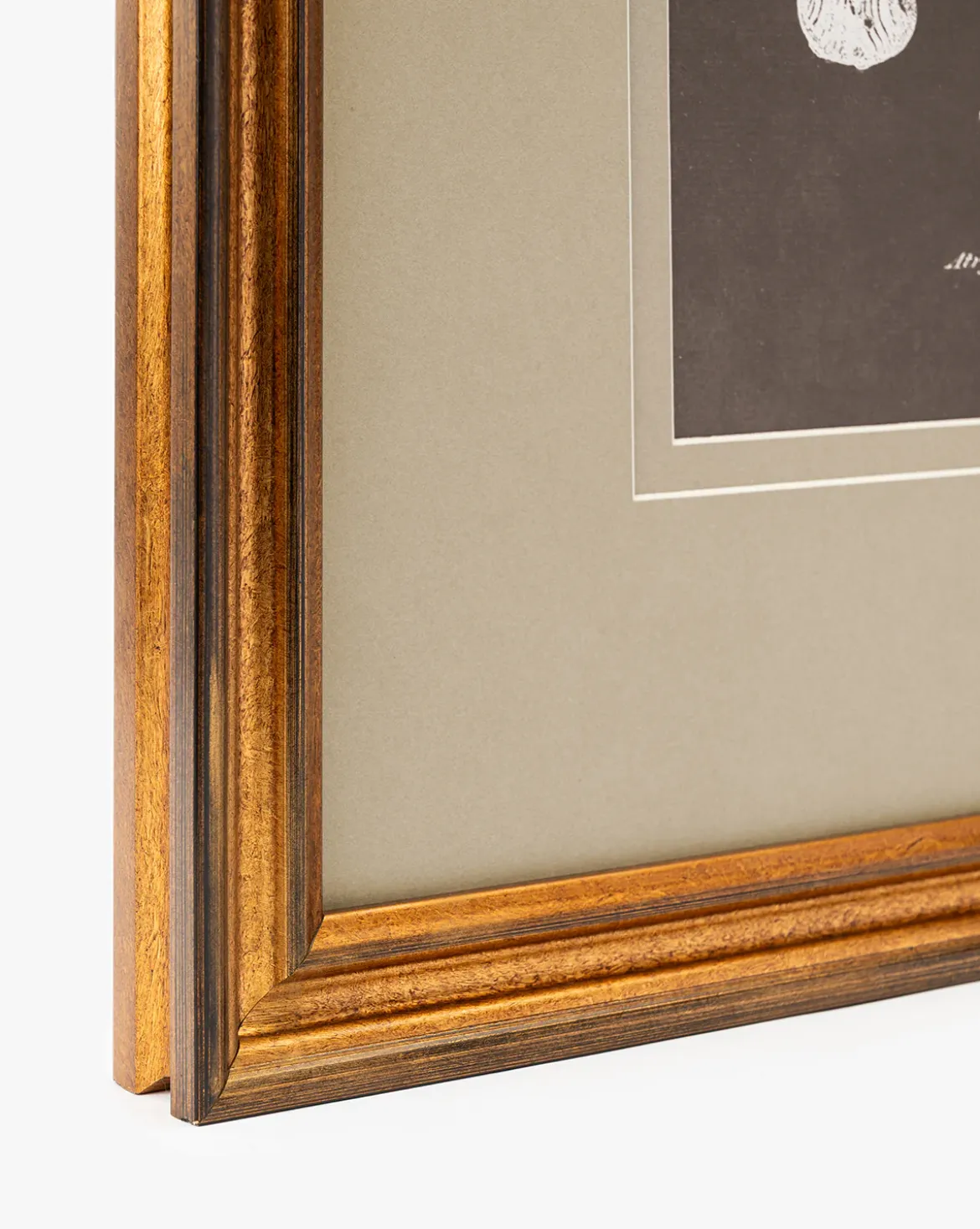 Conchology Study Triptych No. 2