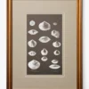 Conchology Study Triptych No. 3
