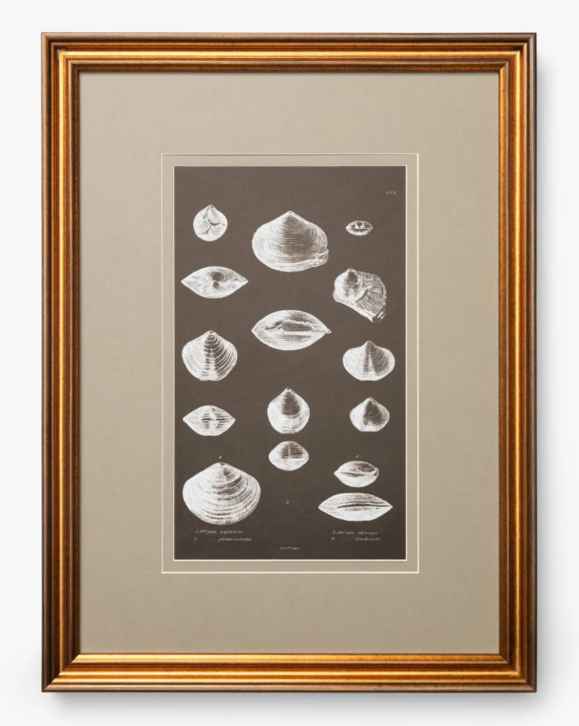 Conchology Study Triptych No. 3