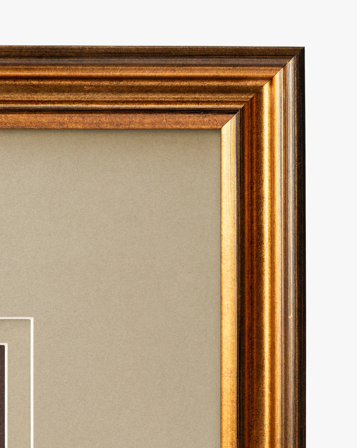 Conchology Study Triptych No. 3