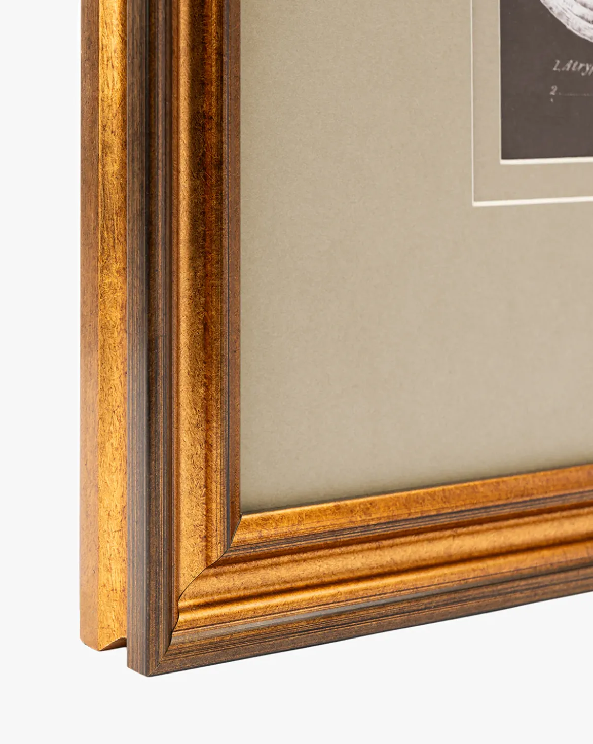 Conchology Study Triptych No. 3