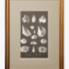 Conchology Study Triptych No. 1