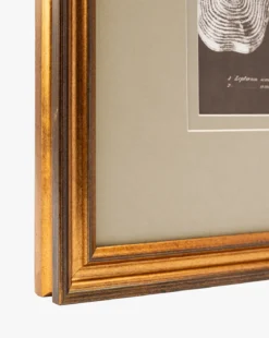Conchology Study Triptych No. 1