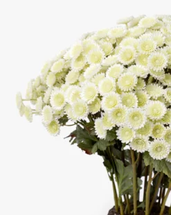 Faux Mum Drop-In