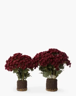 Faux Mum Drop-In