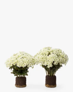 Faux Mum Drop-In