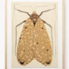 Moth IV By Coup d'Esprit