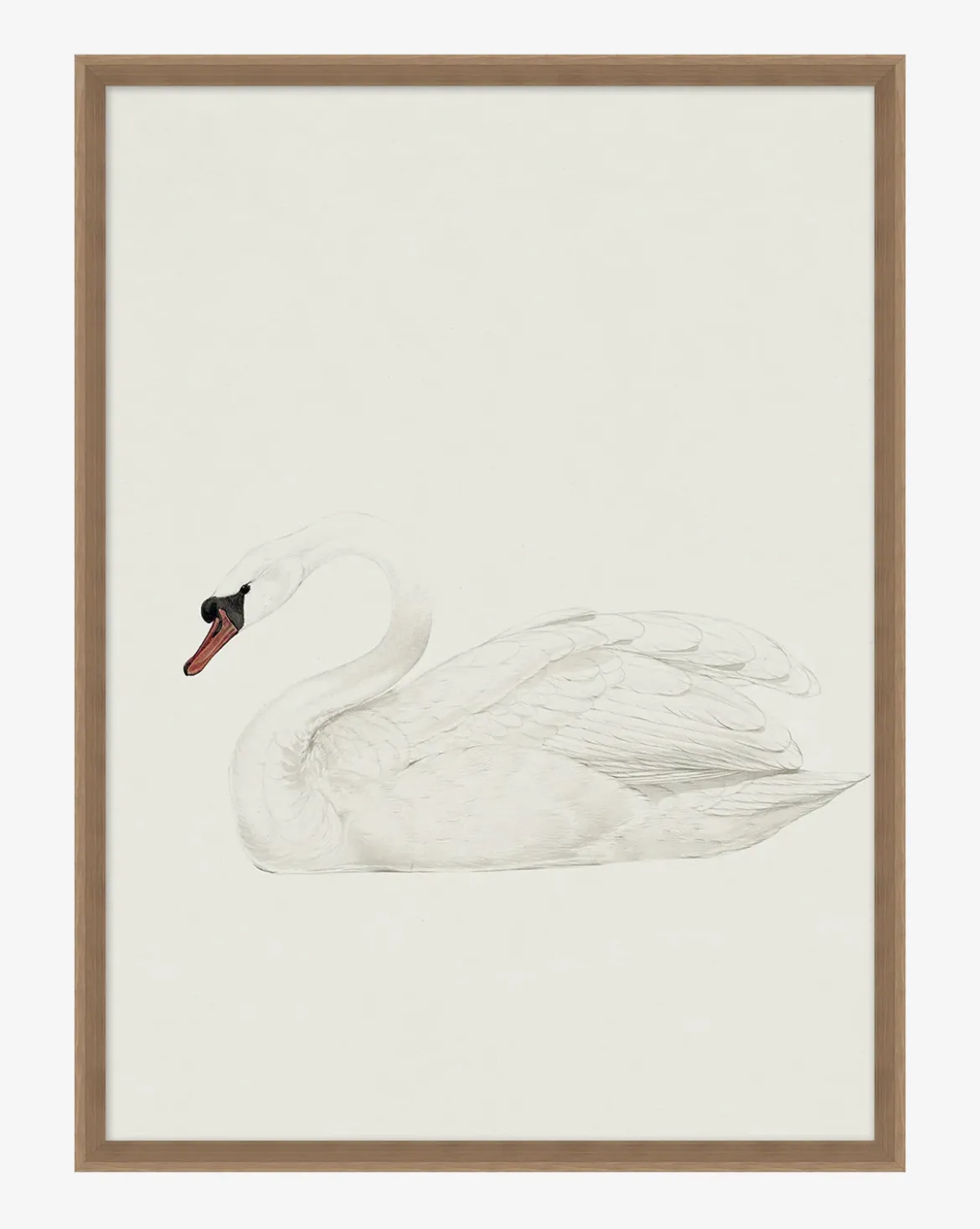Neutral Swan