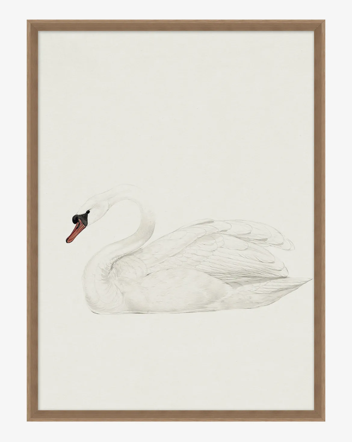 Neutral Swan