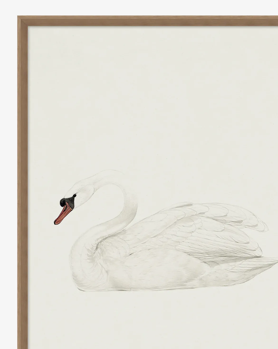 Neutral Swan