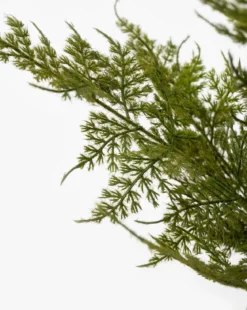 Plumosa Fern Drop-In