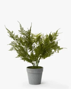Plumosa Fern Drop-In