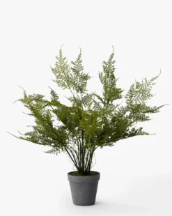 Plumosa Fern Drop-In